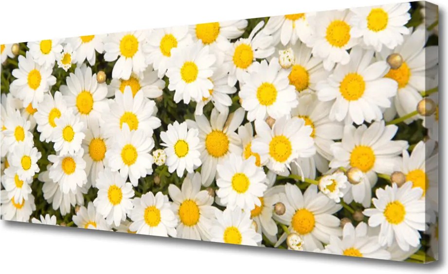 Obraz canvas Białe Stokrotki w Trawie