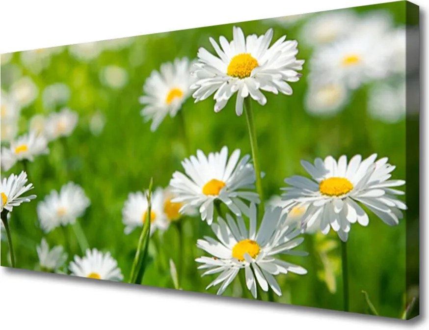 Obraz canvas Skromność Polnej Stokrotki