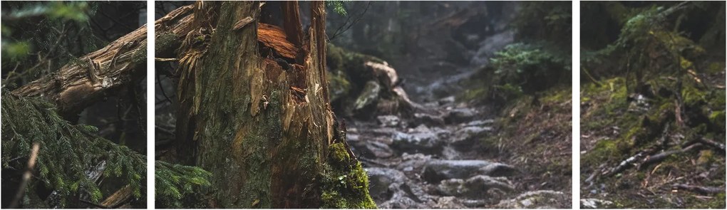 Obraz - W lesie (170x50 cm)
