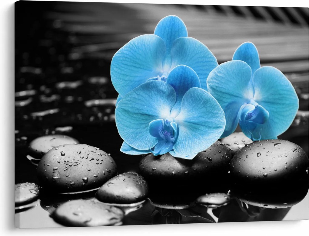 Obraz - Niebieska Orchidea (70x50 cm)