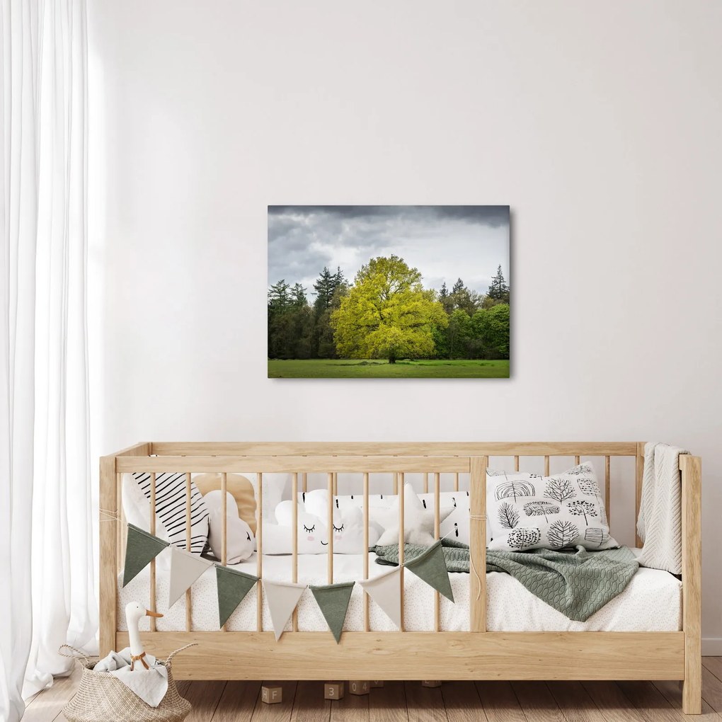 Obraz zielonego drzewa na środku pola (70x50 cm)