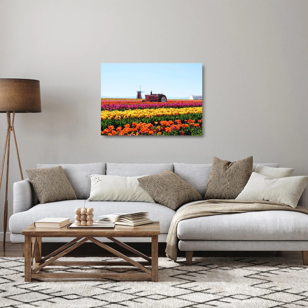 Obraz na szkle farmy tulipanów (70x50 cm)