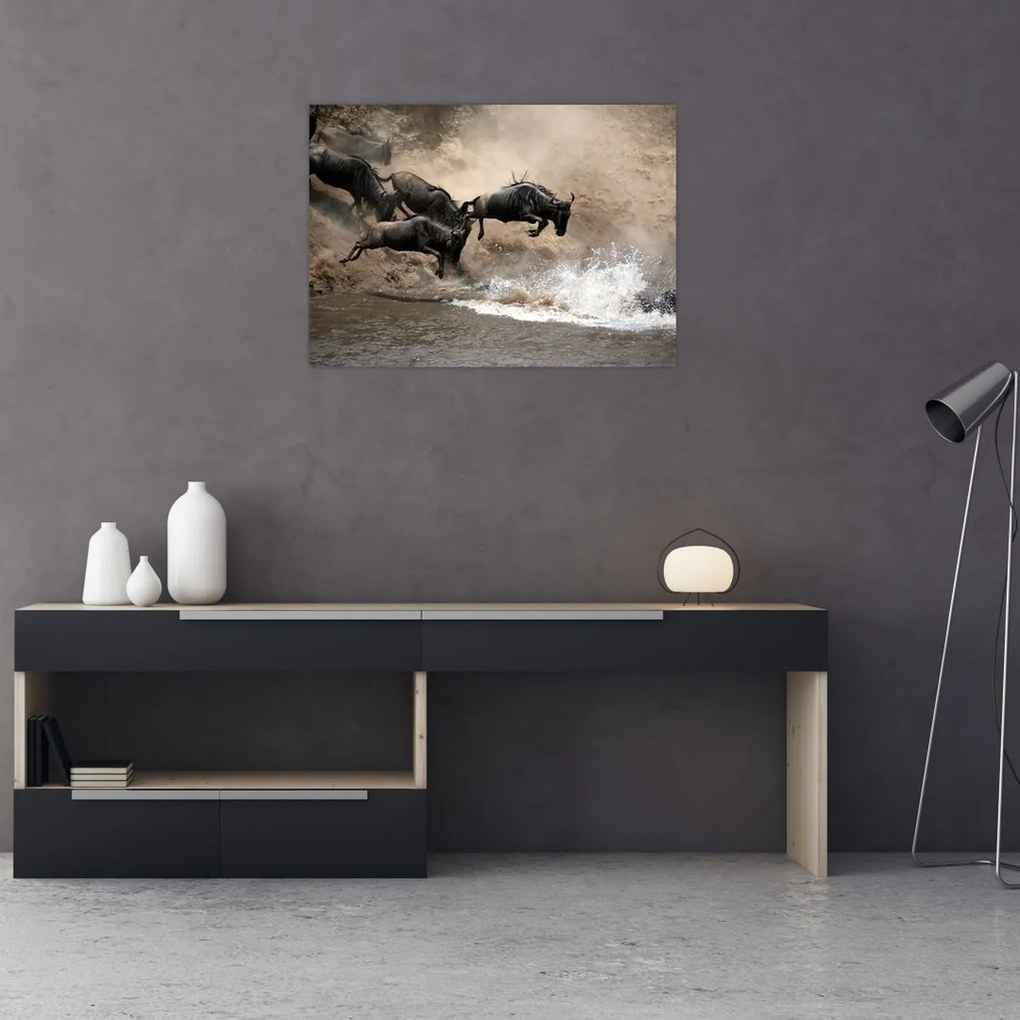 Obraz - Stado antylop gnu (70x50 cm)