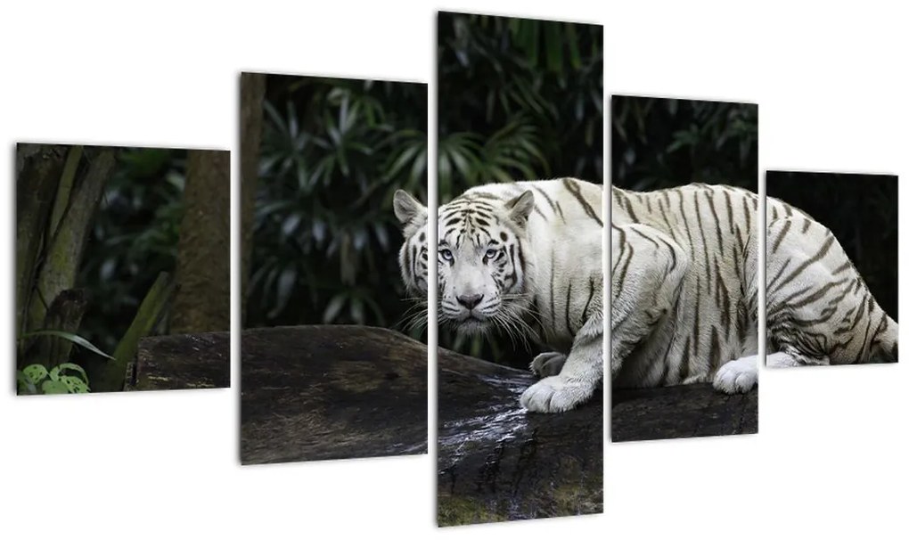 Obraz - Tygrys albinos (125x70 cm)