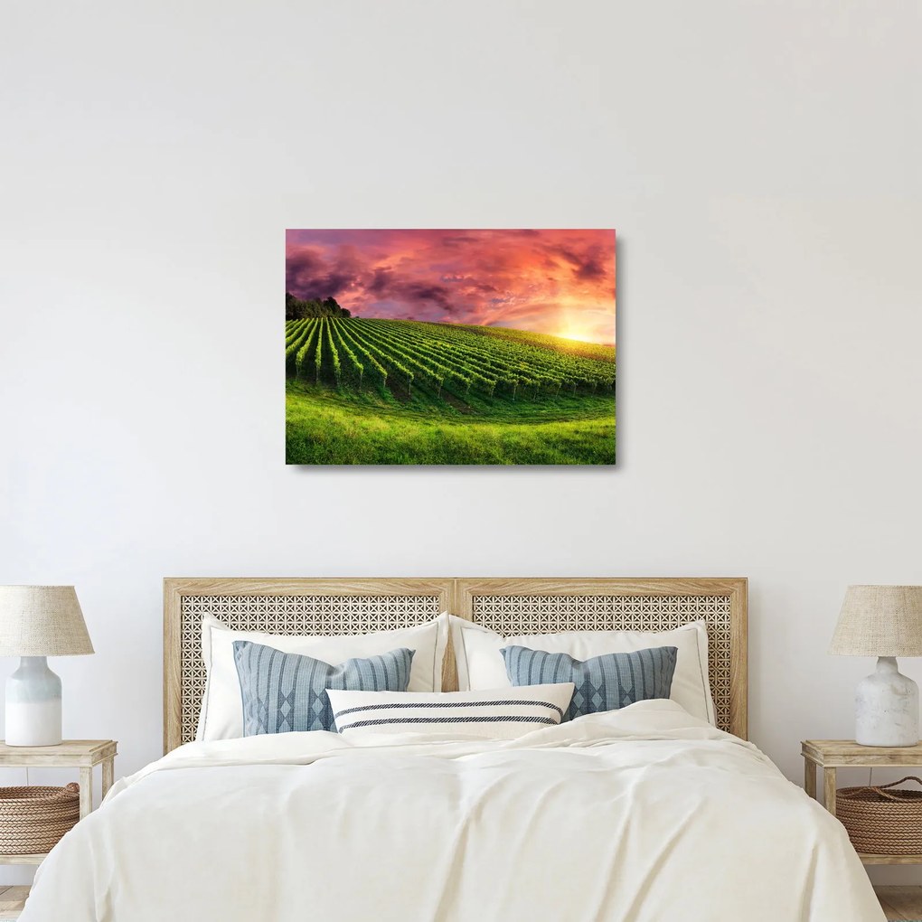 Obraz na szkle - winnica z kolorowym niebem (70x50 cm)