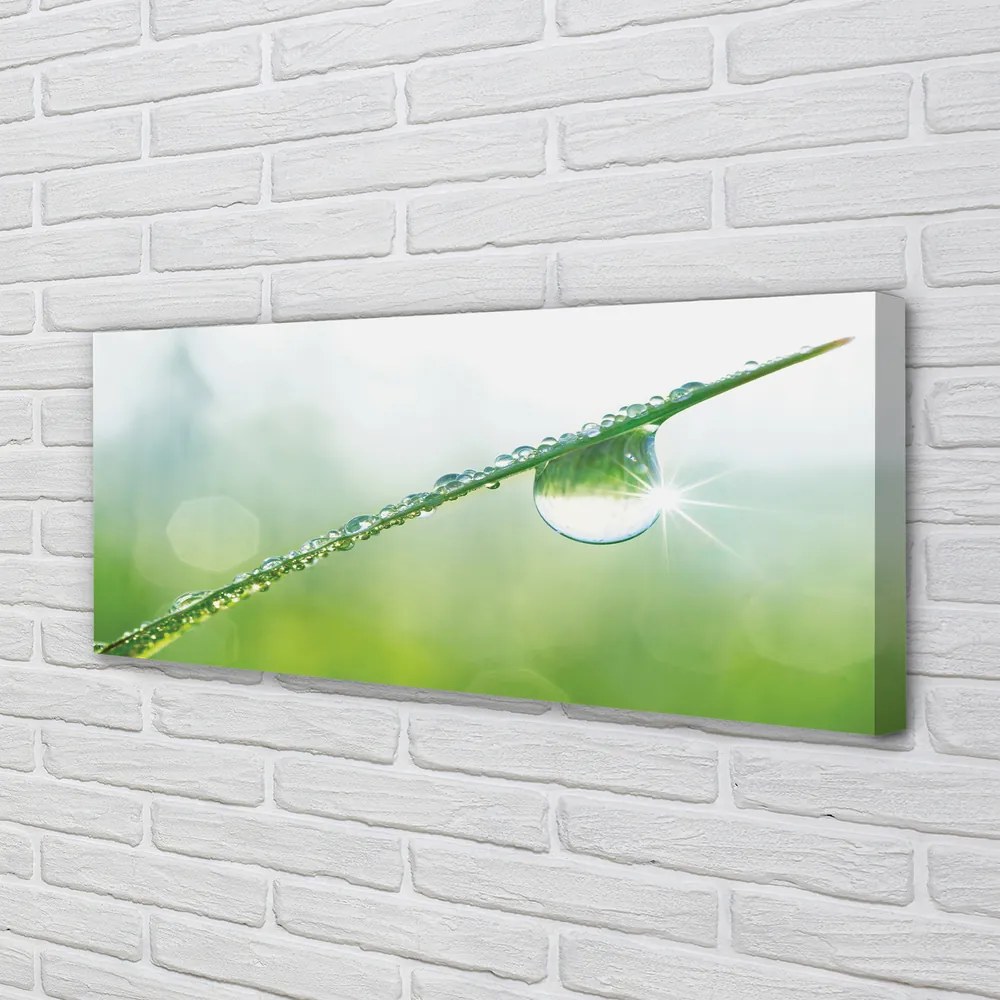 Obraz na płótnie Kropla Rosy na Trawie
