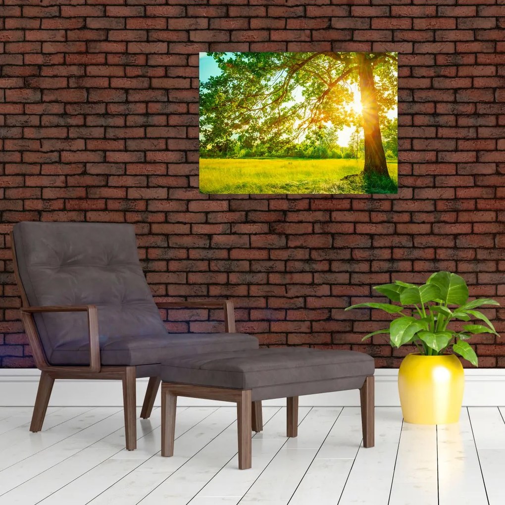 Obraz - Słoneczny Las (70x50 cm)