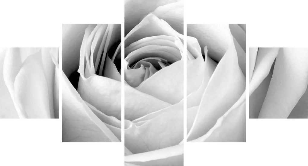 Obraz - Detal kwiatu róży (125x70 cm)