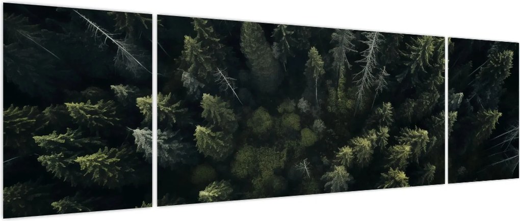 Obraz - Las (170x50 cm)