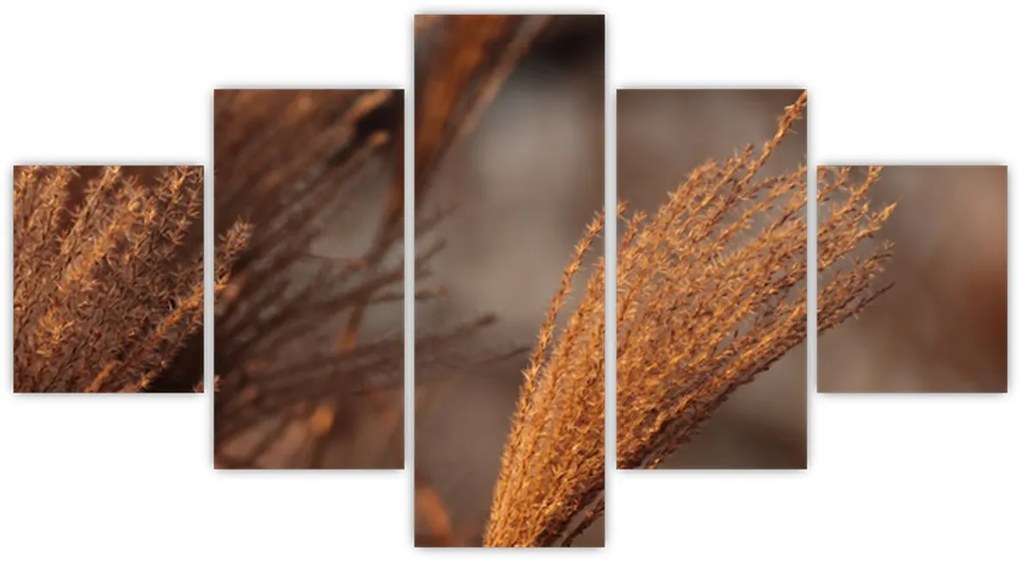 Obraz - Kortaderia (125x70 cm)