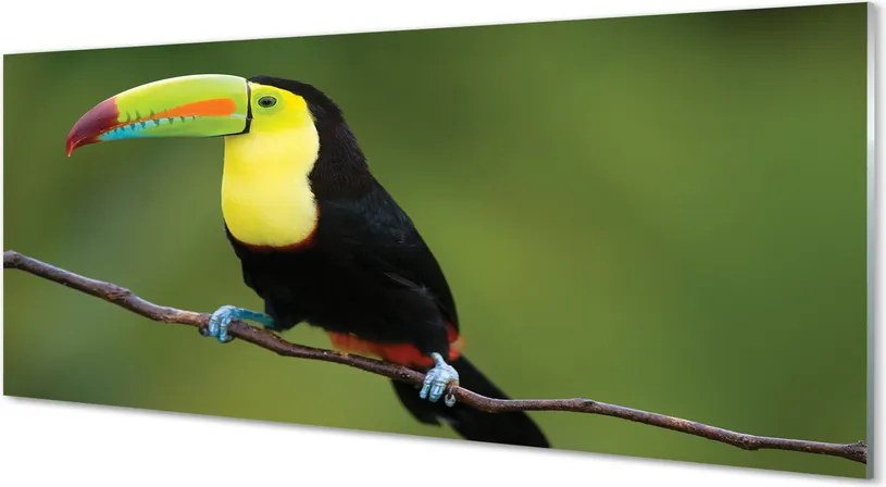 Panel szklany do Kuchni Egzotyczny Ptak na Gałęzi