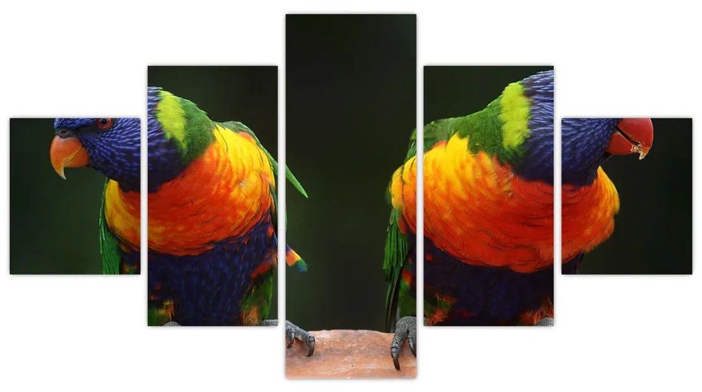 Obraz papug (125x70 cm)
