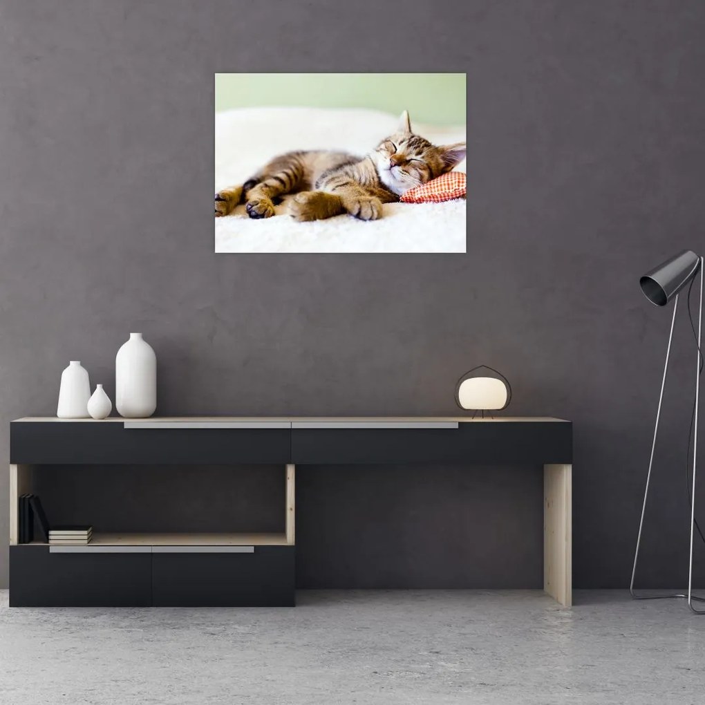 Obraz na szkle - Śpiący kotek (70x50 cm)