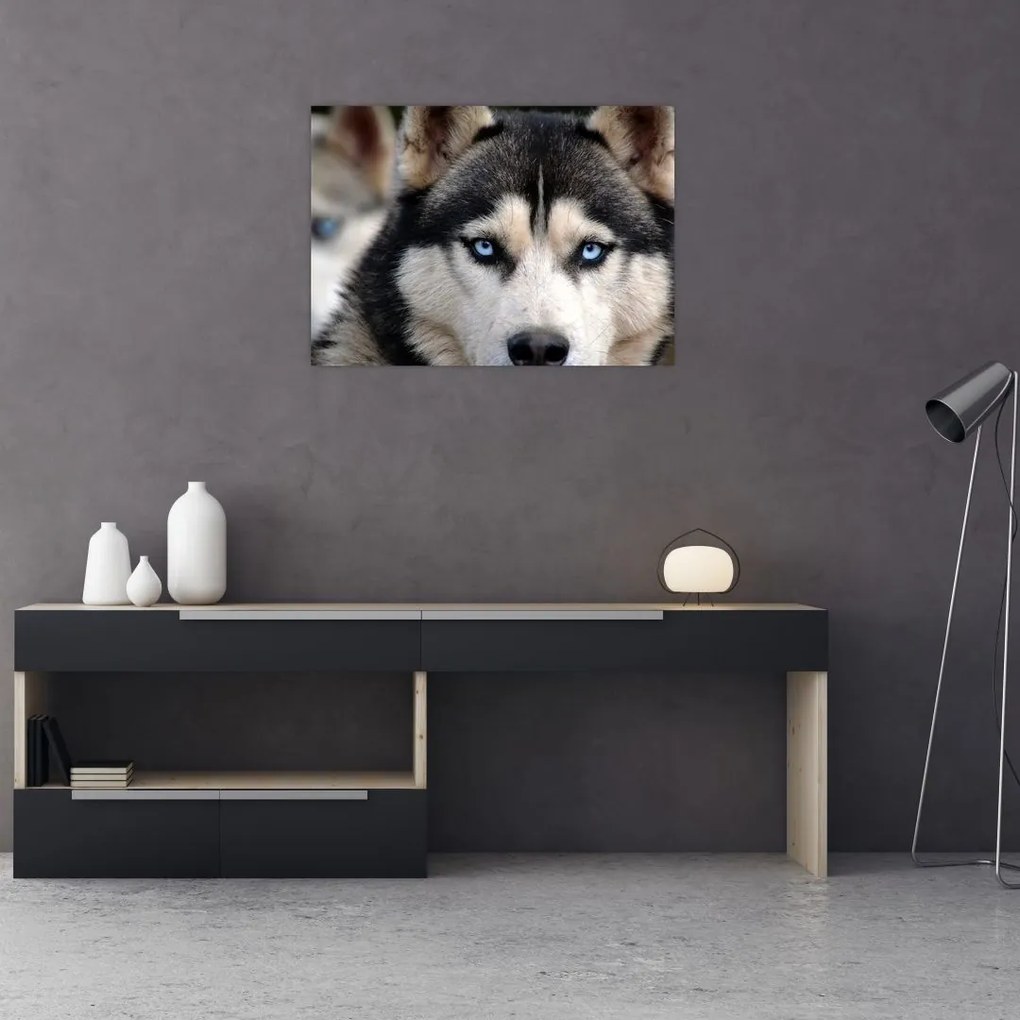 Obraz na szkle - pies husky (70x50 cm)