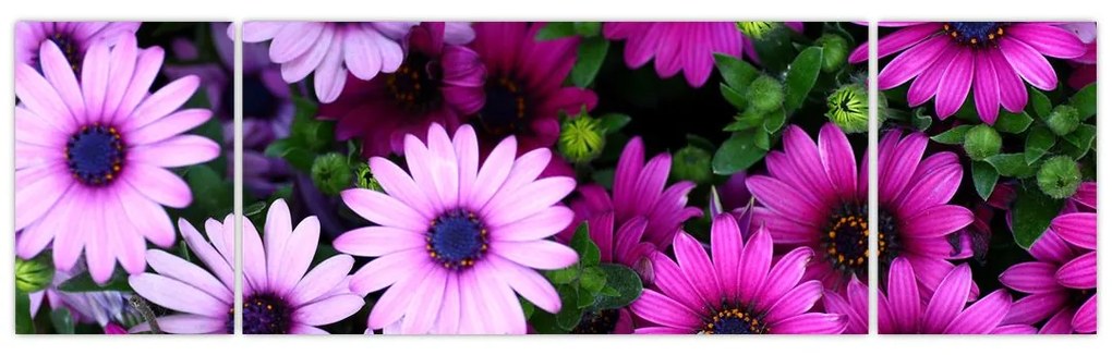 Obraz - Kwiaty (170x50 cm)