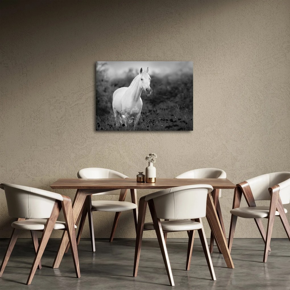 Obraz białego konia na łące, czarno - biały (70x50 cm)
