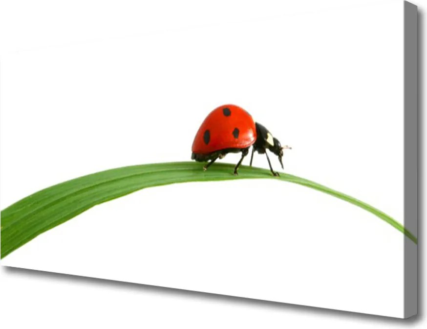 Duży obraz na płótnie Mała Biedronka w Trawie