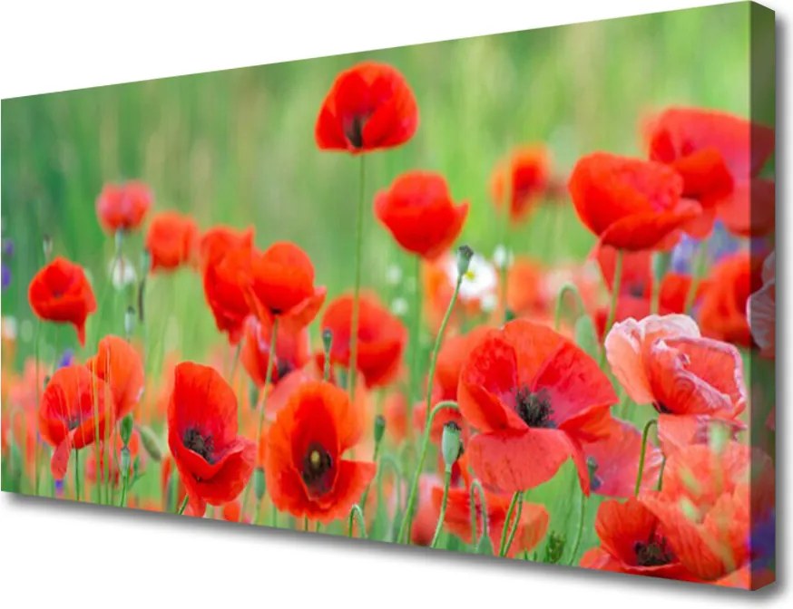 Zdjęcie na płótnie Polne Kwiaty w Słońcu