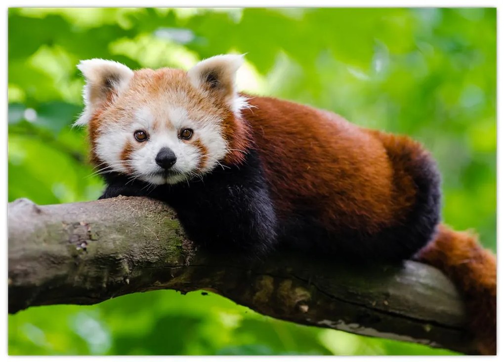 Obraz na szkle - panda czerwona (70x50 cm)