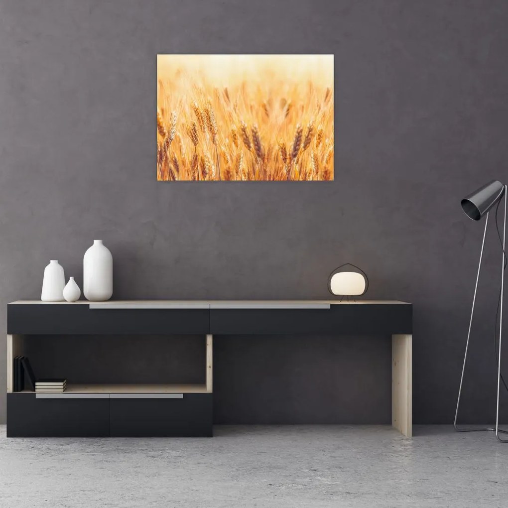 Obraz - pole z ziarnami (70x50 cm)
