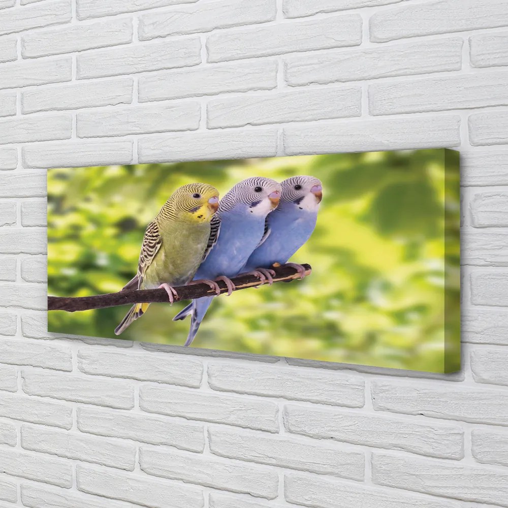 Zdjęcie na płótnie Papugi na Tropikalnej Gałęzi