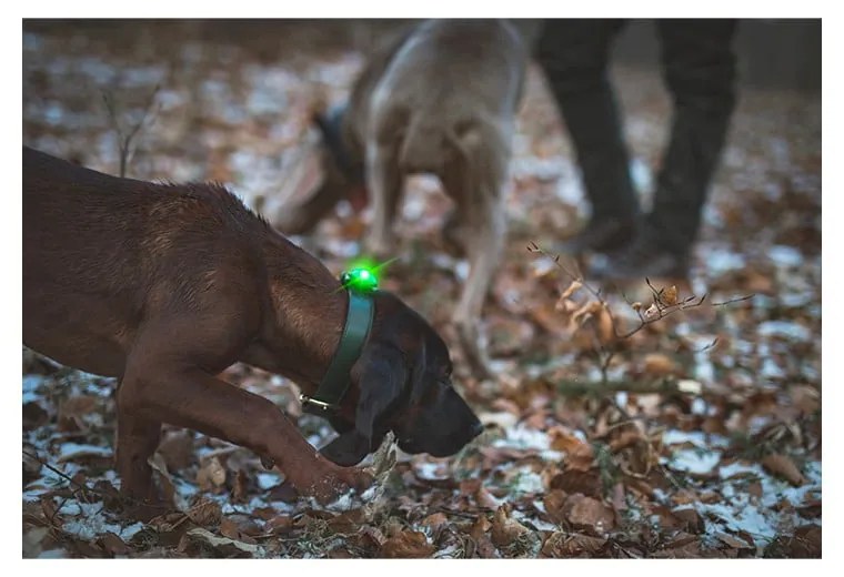 Lampka LED na obrożę Green – Orbiloc