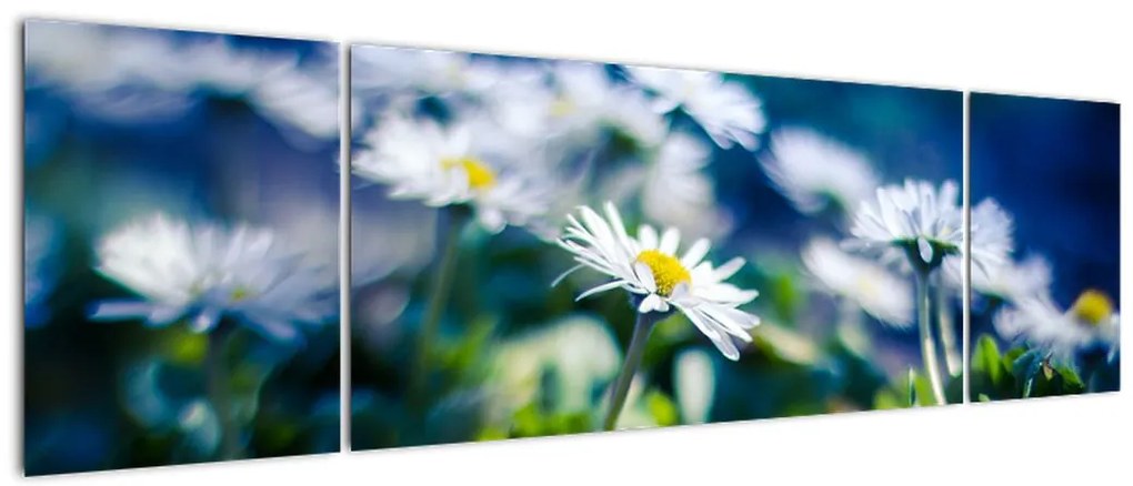 Obraz stokrotek (170x50 cm)