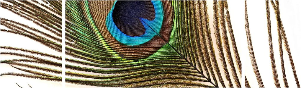 Obraz pawich piór (170x50 cm)