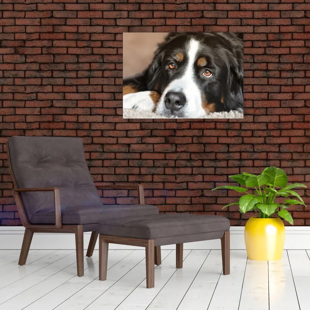 Obraz na szkle psa (70x50 cm)