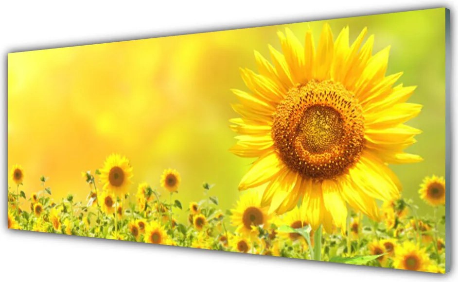 Szkło do Kuchni na Ścianę Słonecznik Pod Letnim Niebem