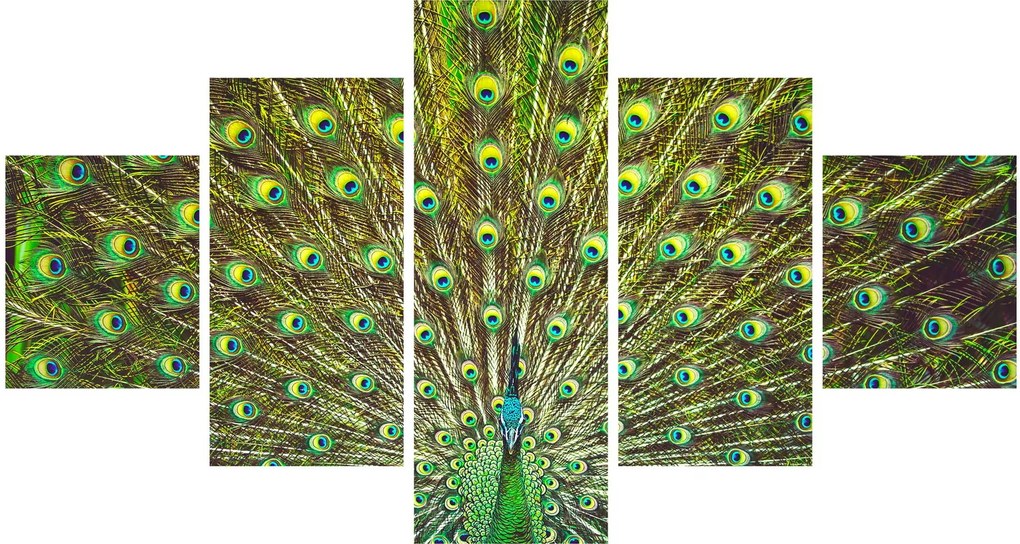 Obraz - Paw (125x70 cm)