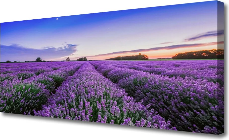 Obraz na płótnie Letnia Łąka Pełna Kwiatów