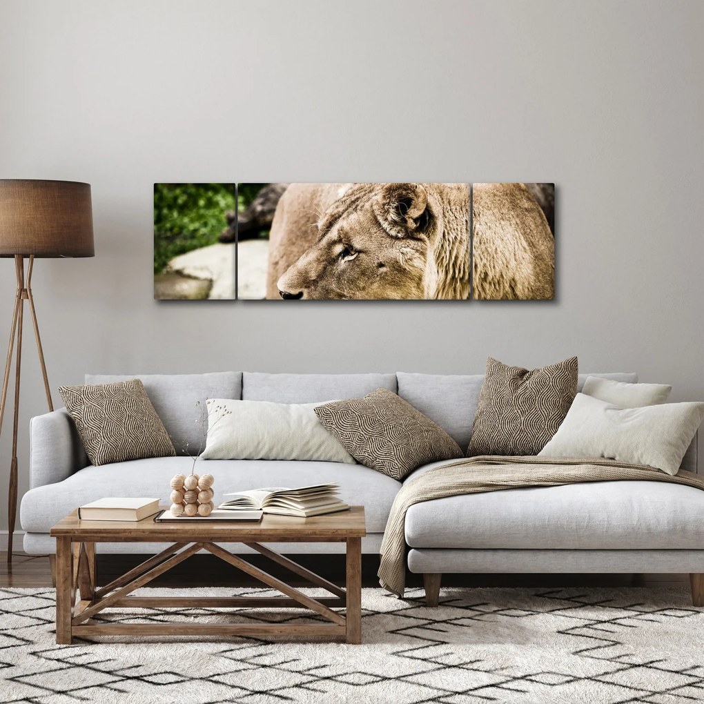 Obraz lwicy (170x50 cm)