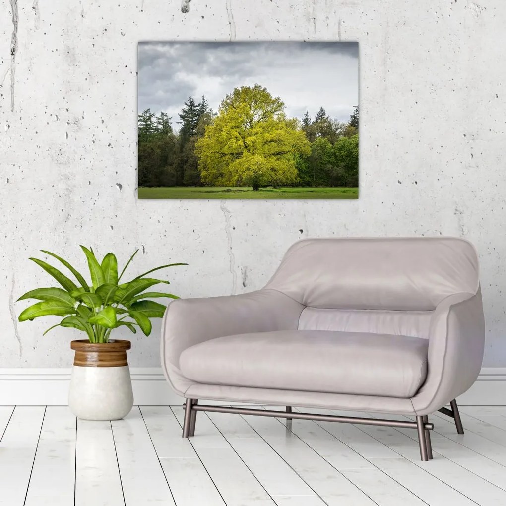 Obraz zielonego drzewa na środku pola (70x50 cm)