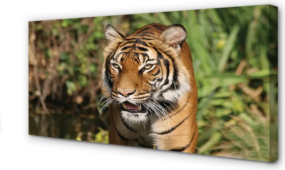 Fotoobraz na płótnie Leśny Dom Tygrysa