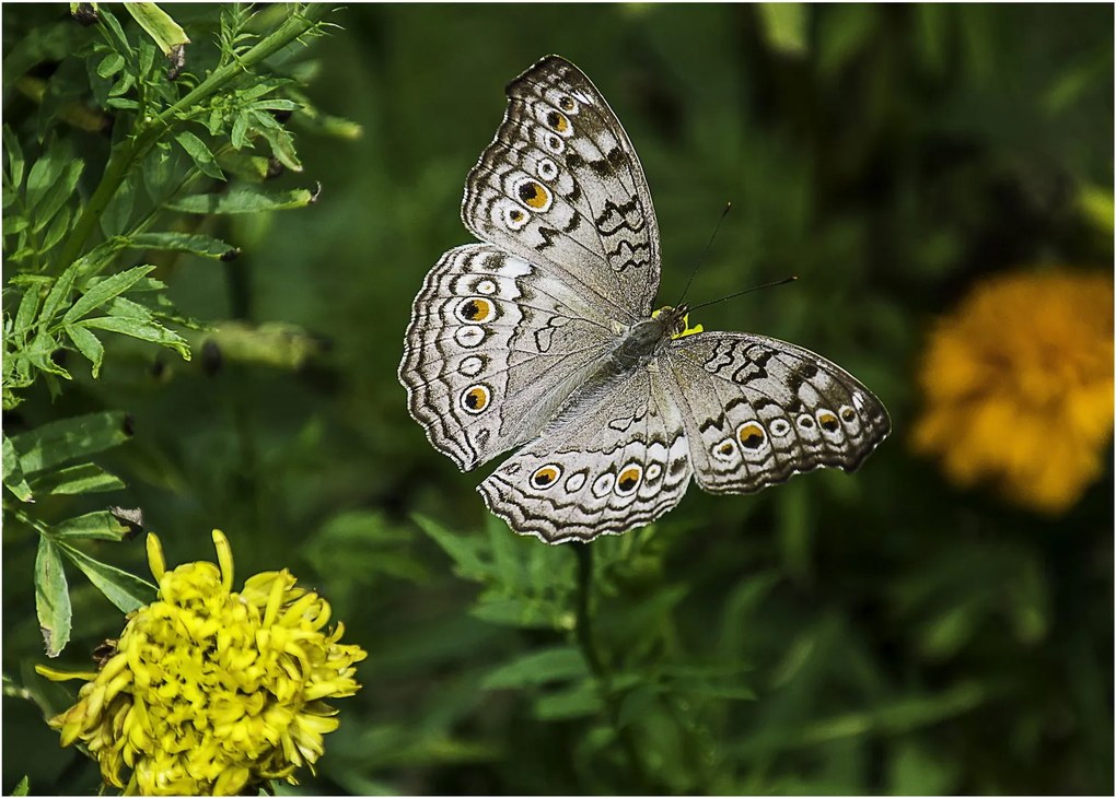 Obraz - biały motyl (70x50 cm)