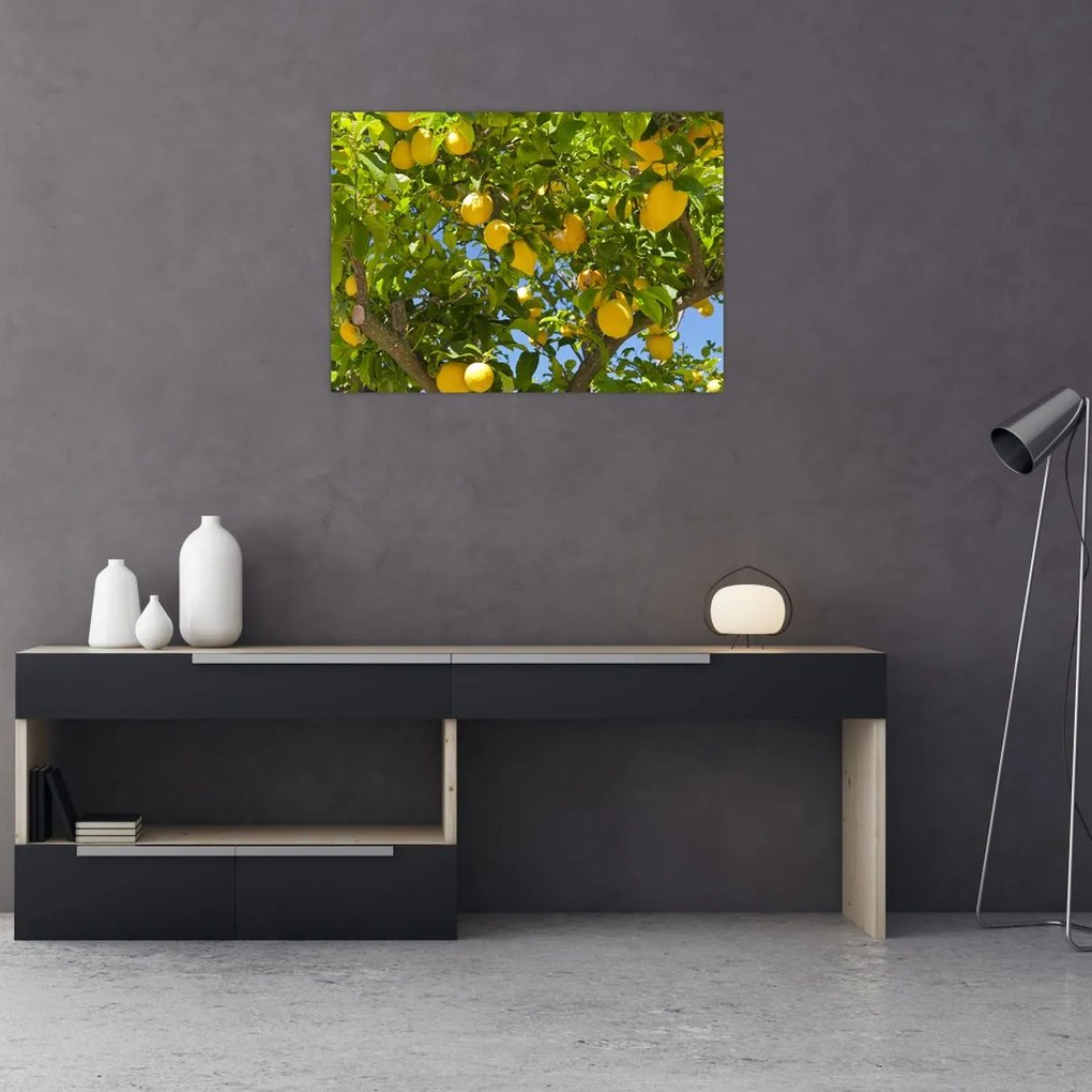 Obraz na szkle - Drzewo cytrynowe (70x50 cm)