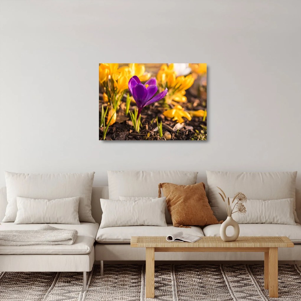 Obraz na szkle - fioletowy kwiat (70x50 cm)