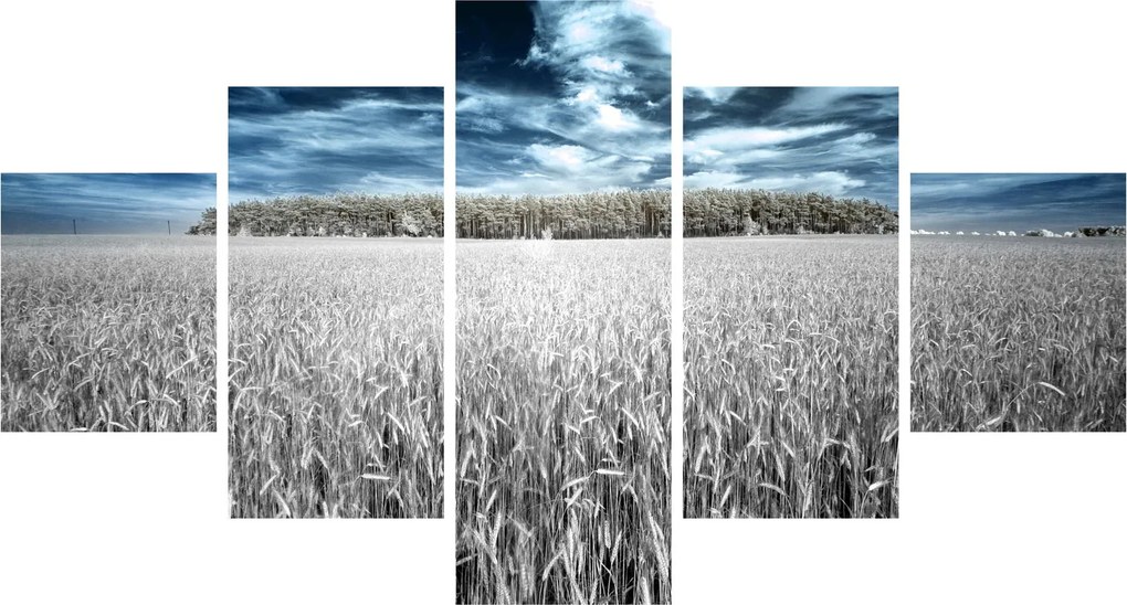 Obraz pola (125x70 cm)