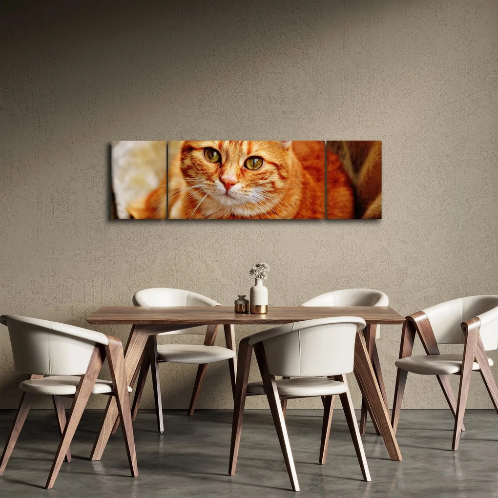Obraz leżącego kota (170x50 cm)