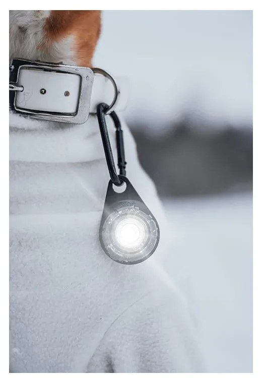 Lampka LED na obrożę White – Orbiloc