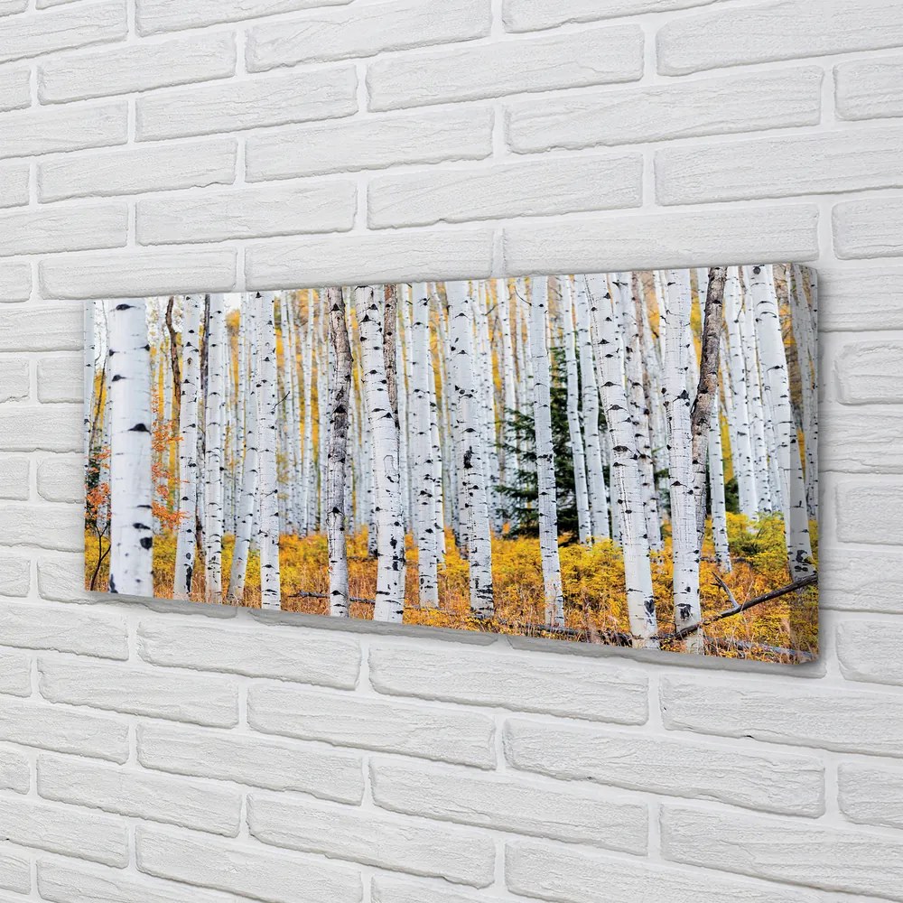 Zdjęcie na płótnie Jesienne Brzozy