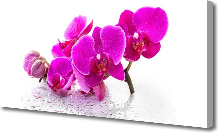 Obraz canvas Rozkwitająca Łąka Ścienna