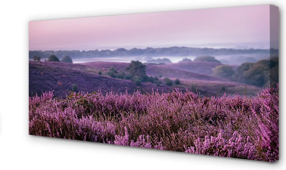 Obraz drukowany na płótnie Pole Wrzosów