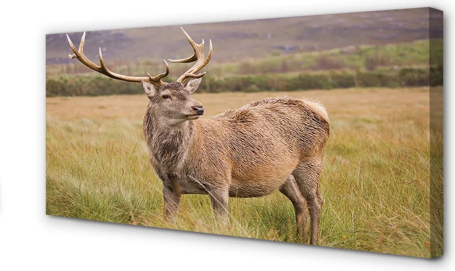 Zdjęcie na płótnie Samotny Jeleń na Polu
