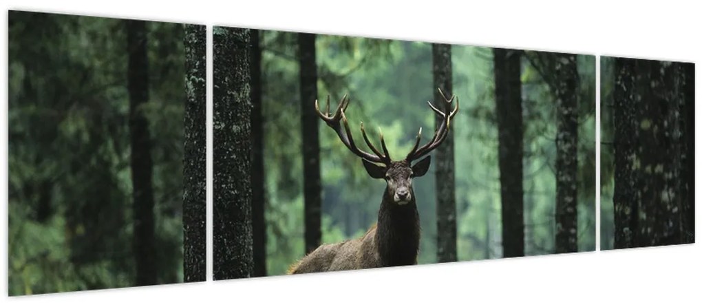 Obraz - Jeleń w głebokim lesie (170x50 cm)