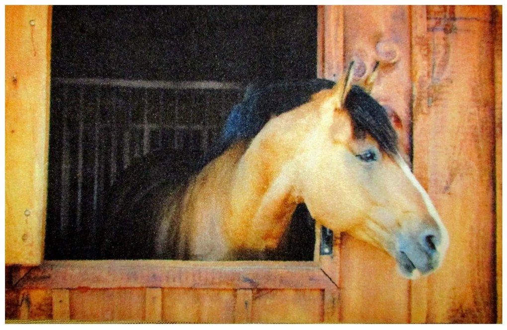 Wycieraczka Deco Star Konik 50 cm x 80 cm