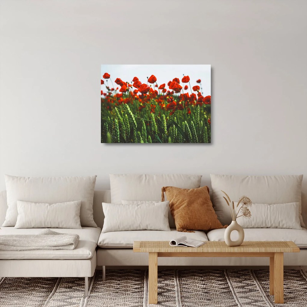 Obraz na szkle maków na wietrze (70x50 cm)