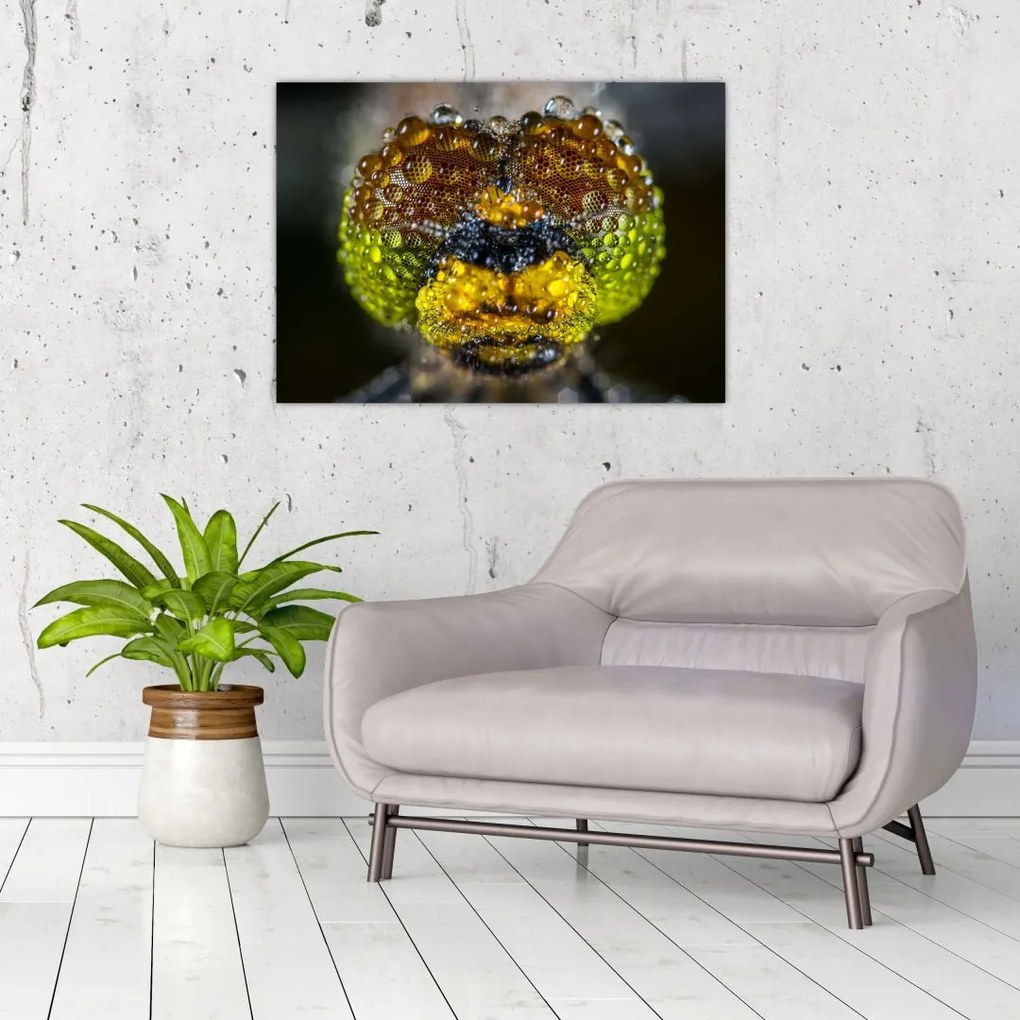 Obraz na szkle - szczegółowy obraz oczu owadów (70x50 cm)