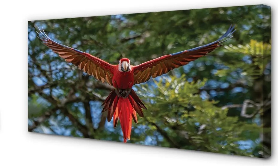 Fotoobraz na płótnie Papuga Ara w Zbliżeniu
